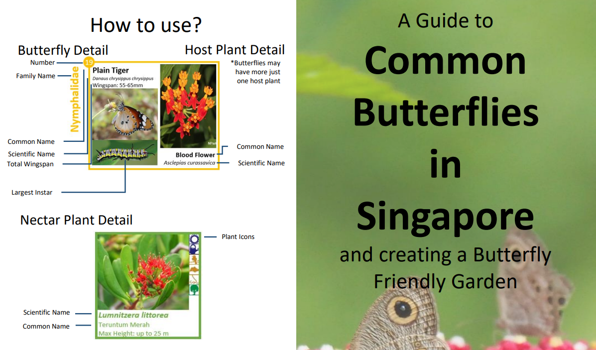 A Guide to Common Butterflies in Singapore